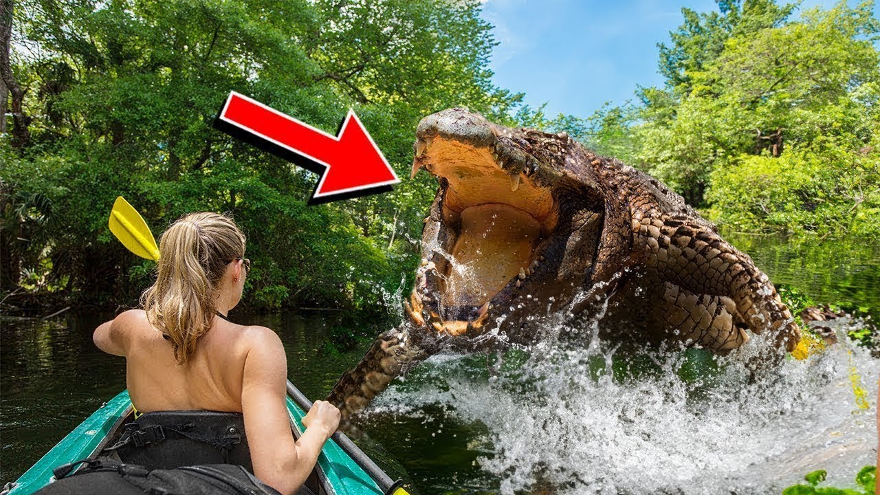 Encuentros ESCALOFRIANTES Con Animales