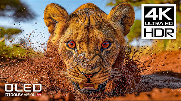 4K HDR 120 FPS - BEST Dolby Vision 4K Video with Relaxing Music for Stress Relief