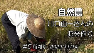 【自然農】川口由一さんのお米作り♯5 稲刈り 2020/11/14　[Natural farming]  Kawaguchi's rice making ♯5 自然農 川口由一さんのお米作り ３田植え 2020 6 20 Natural Farming Kawaguchi S Rice Making 3