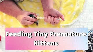 Feeding Tiny Premature Baby Kittens