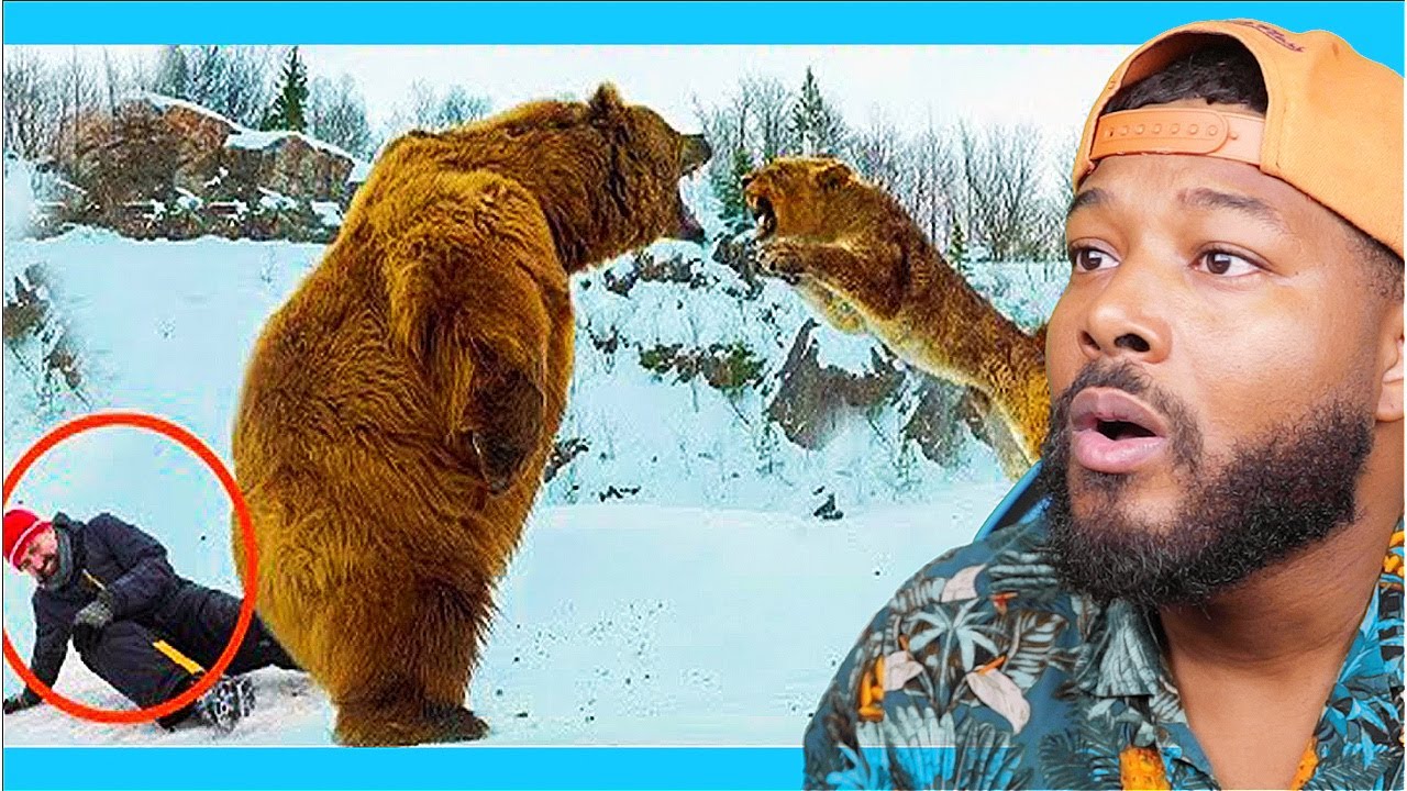 Hero Animals Saving Humans Caught On Camera REACTION YouTube