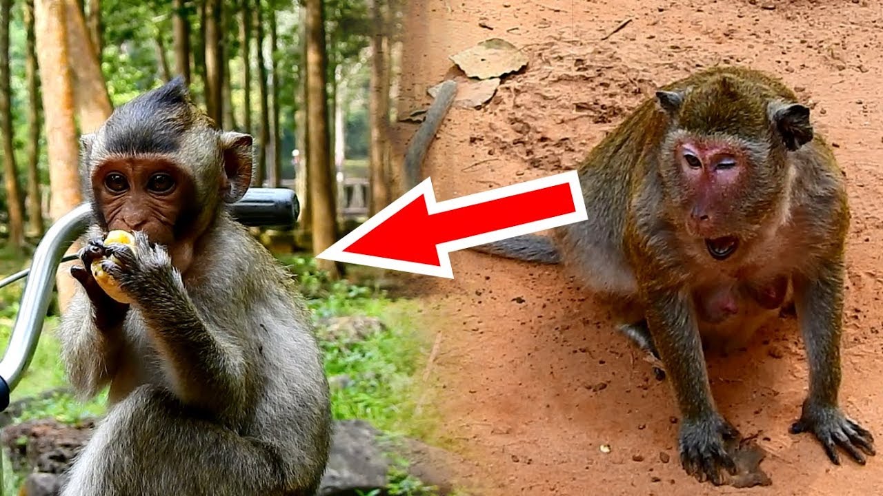Orphan monkey Maci attack by monkey Popeye when Maci lost mom