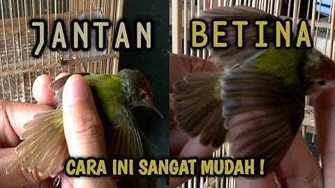 CARA MEMILIH DAN MEMBEDAKAN BURUNG PERANJAK LUMUT JANTAN DAN BETINA