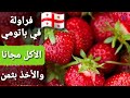 فراولة طازجة في باتومي تقطفها بيدك وتأكل مجانا لكن الأخذ بثمن Strawberries For Free In Batumi 