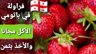 فراولة طازجة في باتومي، تقطفها بيدك وتأكل (مجانا) لكن الأخذ بثمن!! Strawberries for free in Batumi!!