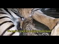 how to feed tiger baby / how to born tiger cubs