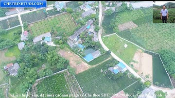 [ Video 4k ] Cùng ngắm đồi chè đặc sản Tân Cương Thái Nguyên