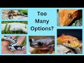 How to pick your first reptile 3 things to consider
