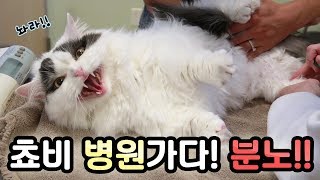 Fluffy Munchkin Cat Visits a Vet!