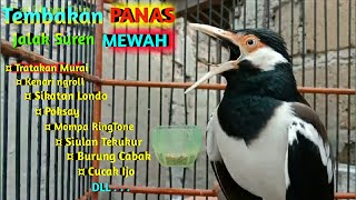 Download lagu Tembakan Panas Jalak Suren Full Isian Mewah - Pancingan Jalak Suren mp3