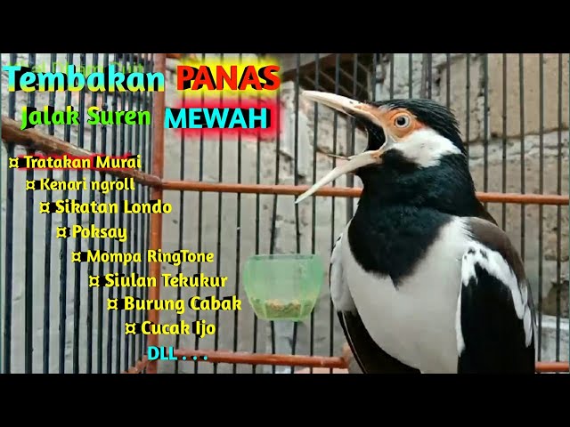 Tembakan PANAS Jalak Suren Full Isian MEWAH - Pancingan Jalak Suren class=