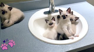 Kitten Waking Up (Siamese Kittens) Kittens Being Kittens by Tequila & Chardonnay 323 views 3 years ago 2 minutes, 10 seconds