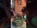 watch me feed my bearded dragon🦎🪱 #shorts #beardeddragon