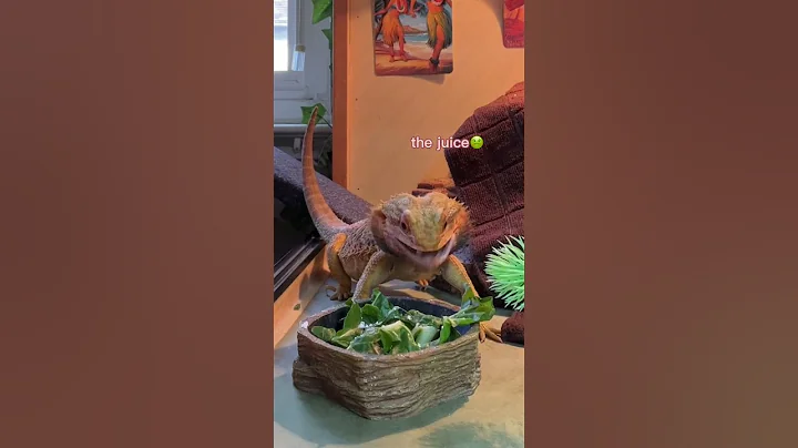 watch me feed my bearded dragon🦎🪱 #shorts #beardeddragon - DayDayNews