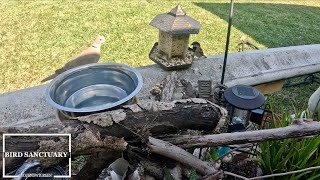 Finches Enjoying Bird Seeds And Then A Dove Joined In!