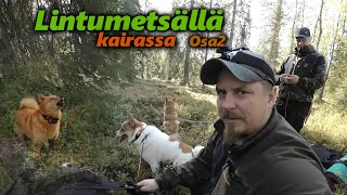 Kanalinnun metsästystä Suomen ja Pohjanpystykorvilla