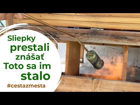 Video: Prečo puntíky strácajú perie?