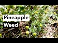 Wild Edibles with Sergei Boutenko: Pineapple Weed–Matricaria Matricarioides + Simple Foraging Rules