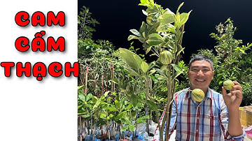 Cây Cam cẩm thạch | 0386569374 - Ngọc Ngân Bến Tre | Chuyên cây độc lạ
