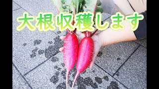 【家庭菜園】3月5日に種まきした大根を収穫します。ほうれん草小松菜の近況です! 【家庭菜園】3月5日に種まきした大根を収穫します。ほうれん草小松菜の近況です!