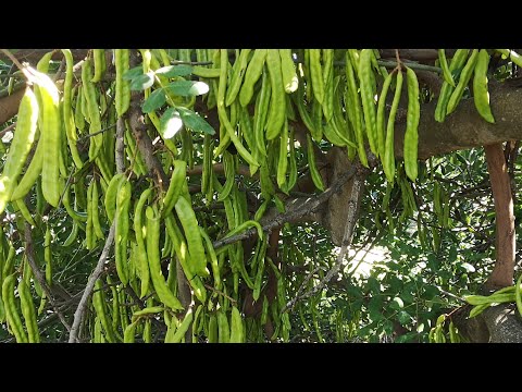 Project 300α@ - Carob Tree Tips: Males and Females; How to Easily Get Seeds.
