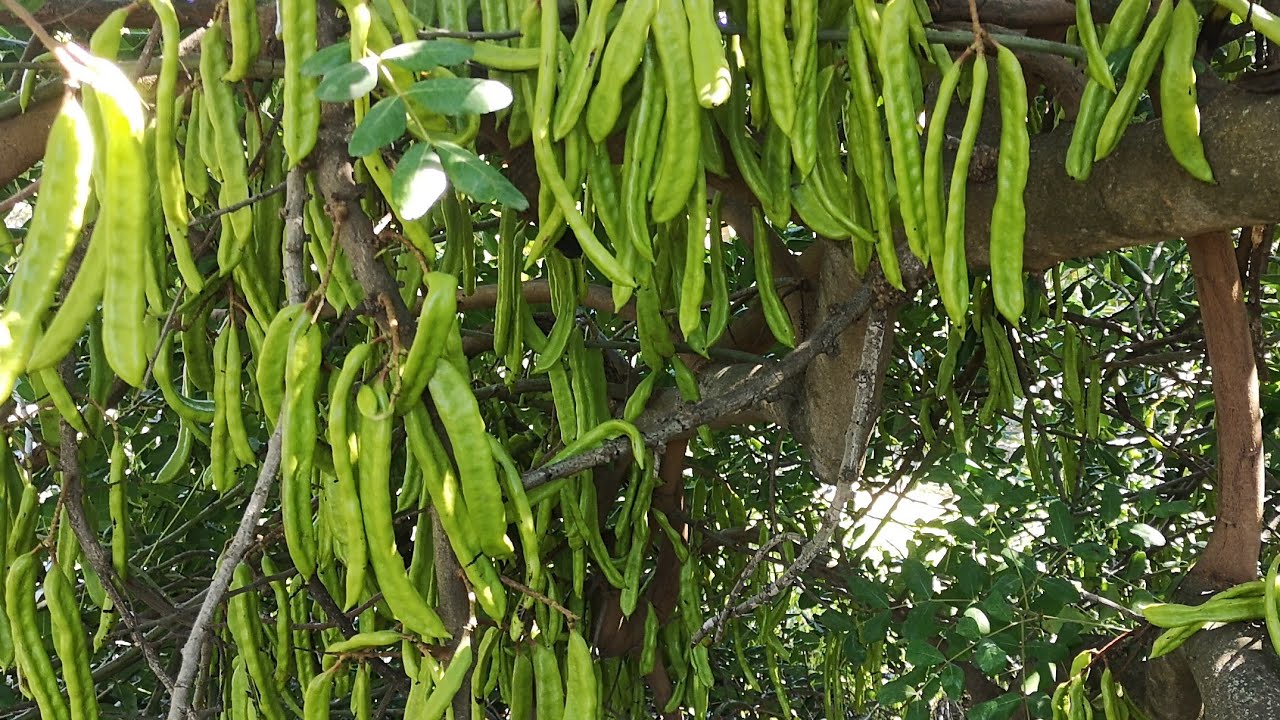 Projecto 300α@ -  Dicas de alfarrobeiras: Machos e Fêmeas; Como conseguir sementes facilmente.