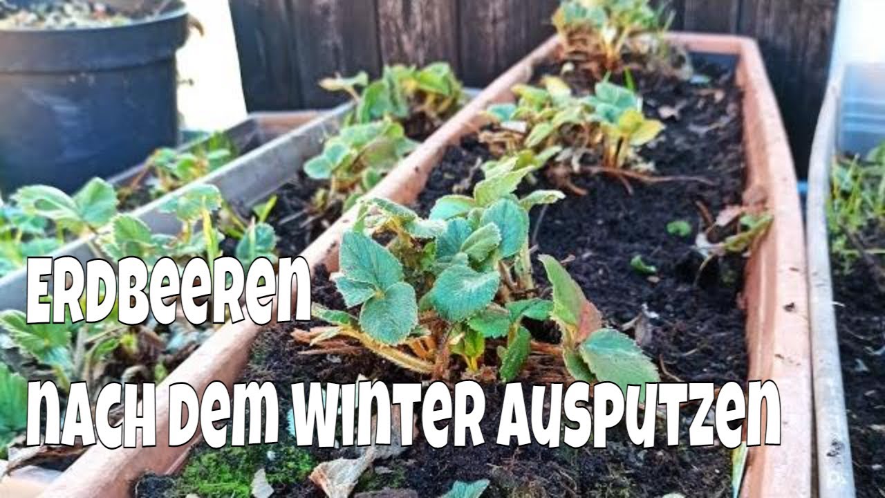 Erdbeeren nach dem Winter: Diese Blätter müssen jetzt weg