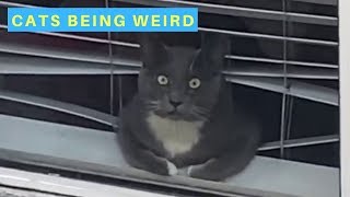 Cats Acting Weird - Cats Being Cats