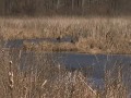 Listen to the sounds of nature  visit pottertioga pa