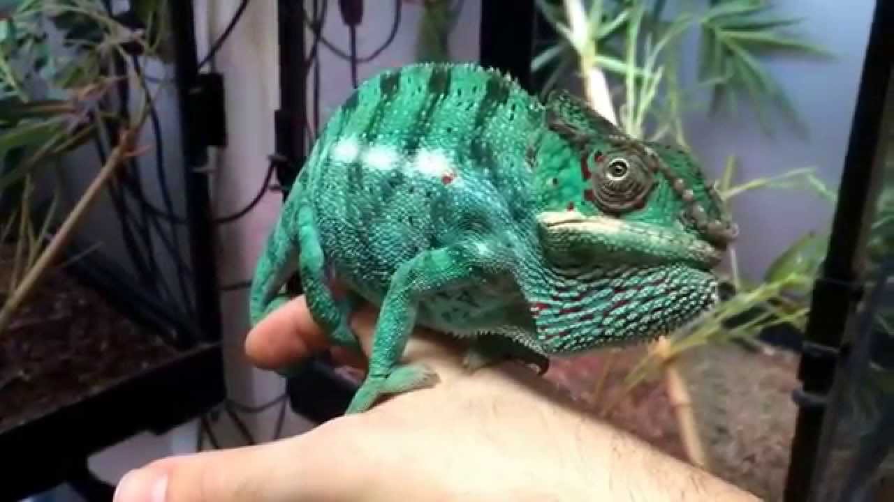 habitat de las aves Safari Reptiles Receives a trio of NOSY BE Panther Chameleons!!!