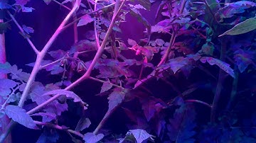 Raspberry Pi 3 Time Lapse of Tomatoes Fruiting Video 4 - Under DIY LED Lights