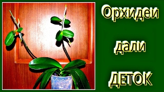 Орхидеи дали деток / Размножение орхидей / Детки орхидеи.(Хочу поделиться с вами радостной новостью: мои #орхидеи дали деток. Теперь я знаю, как происходит размножени..., 2017-02-05T16:00:03.000Z)