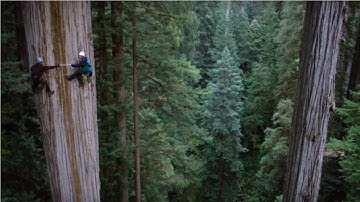 Amazing Dangerous Skills Fastest Big Tree Felling, Extreme Biggest Tree Cutting Down Machines