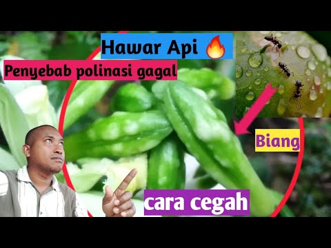 Video: Tanaman apa yang terkena penyakit hawar api?