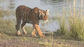 The Killer Crocodiles of Ranthambhore