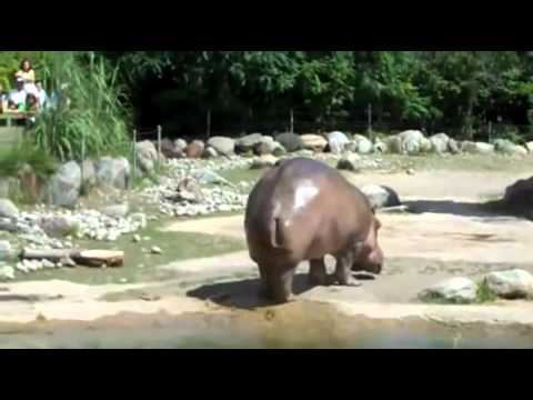 Hippo Poop Sprayer