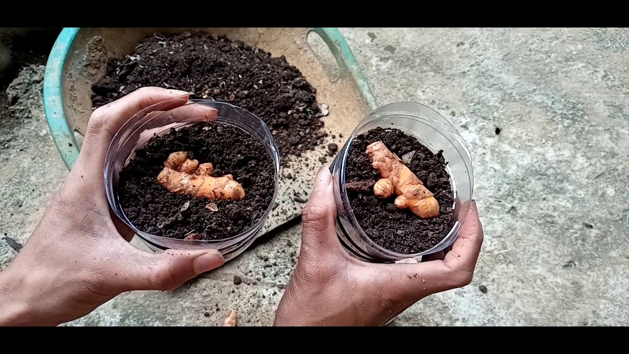 Cara Menanam Kunyit || Kiki Wijaya 
