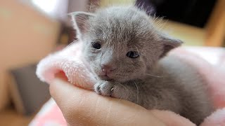 Holding Precious Kitten In My Hand | Three Abandoned Angels