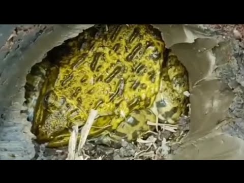 tiếng ếch đồng kêu 2022 cho anh em đam mê