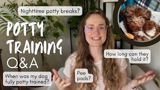 Potty Training a Havanese | Q&A