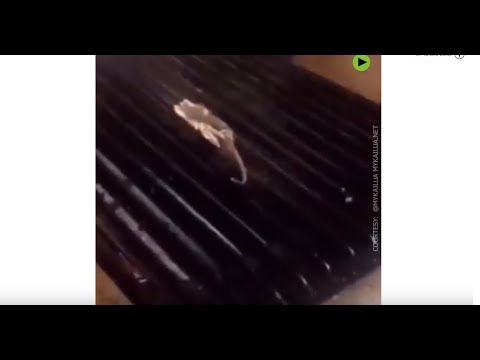 Burger joint employees cook RAT on grill, restaurant shut down