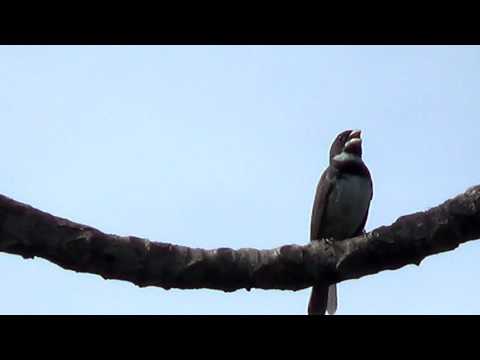 Pope grass singing (Sporophila nigricollis) 