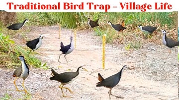 Genius Bird Trap Ideas From Village Life! || Traditional Bird Trap – Simple But Genius Idea! ||