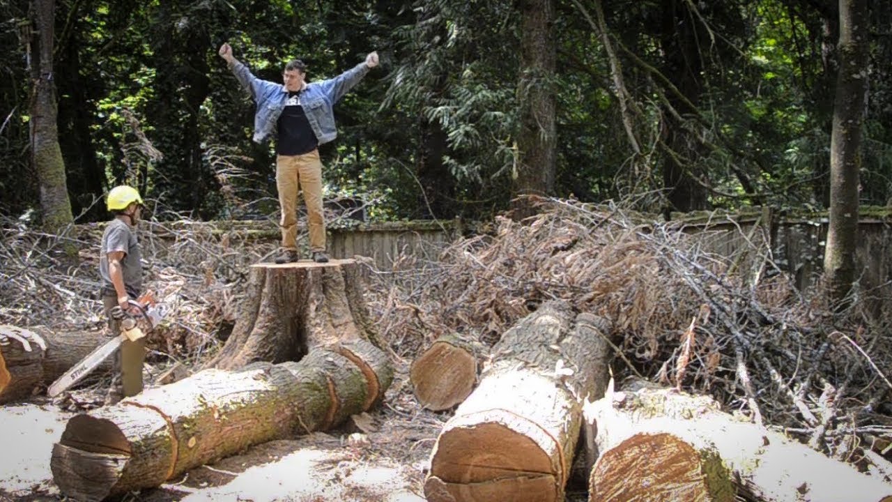 Why are we taking down trees? YouTube