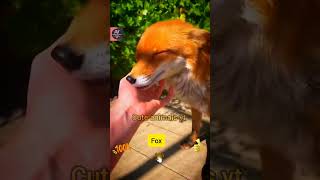 Funny Animal Video