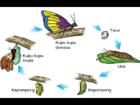 Video Pembelajaran Tentang Metamorfosis Kupu-kupu - YouTube