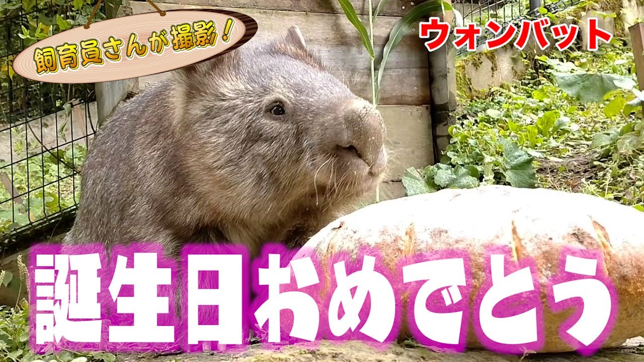 ウォンバットのこんな幸せそうな表情 見たことない Wombat Youtube