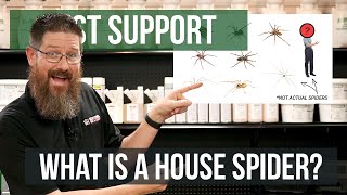 What is a House Spider? | Pest Support