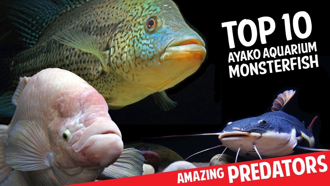 freshwater monster fish for aquarium