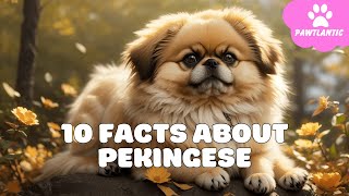 10 Things Only Pekingese Dog Owners Understand | Dog Facts